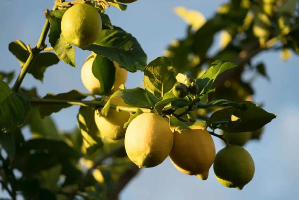 Lemons still attached to the lemon tree