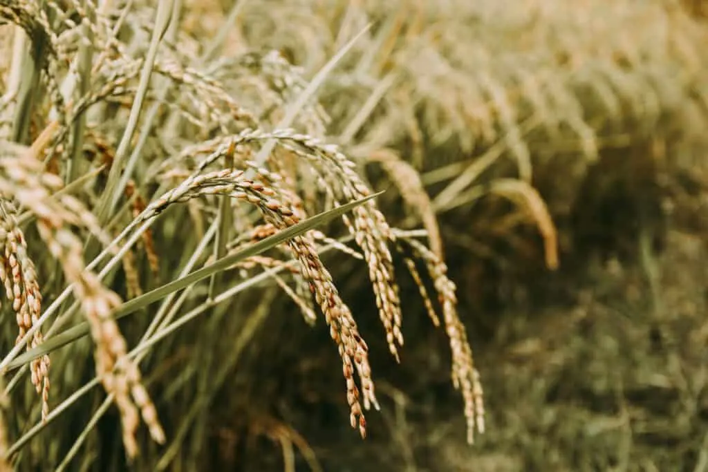 Rice grains that haven't been harvested