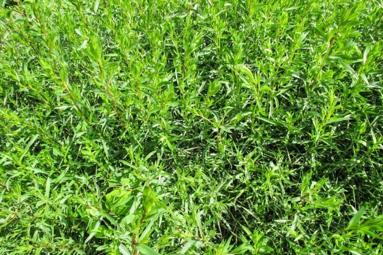 Tarragon being grown outside on a sunny day