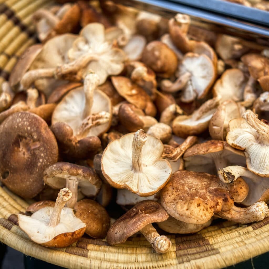 Shiitake mushrooms in a wooden basket