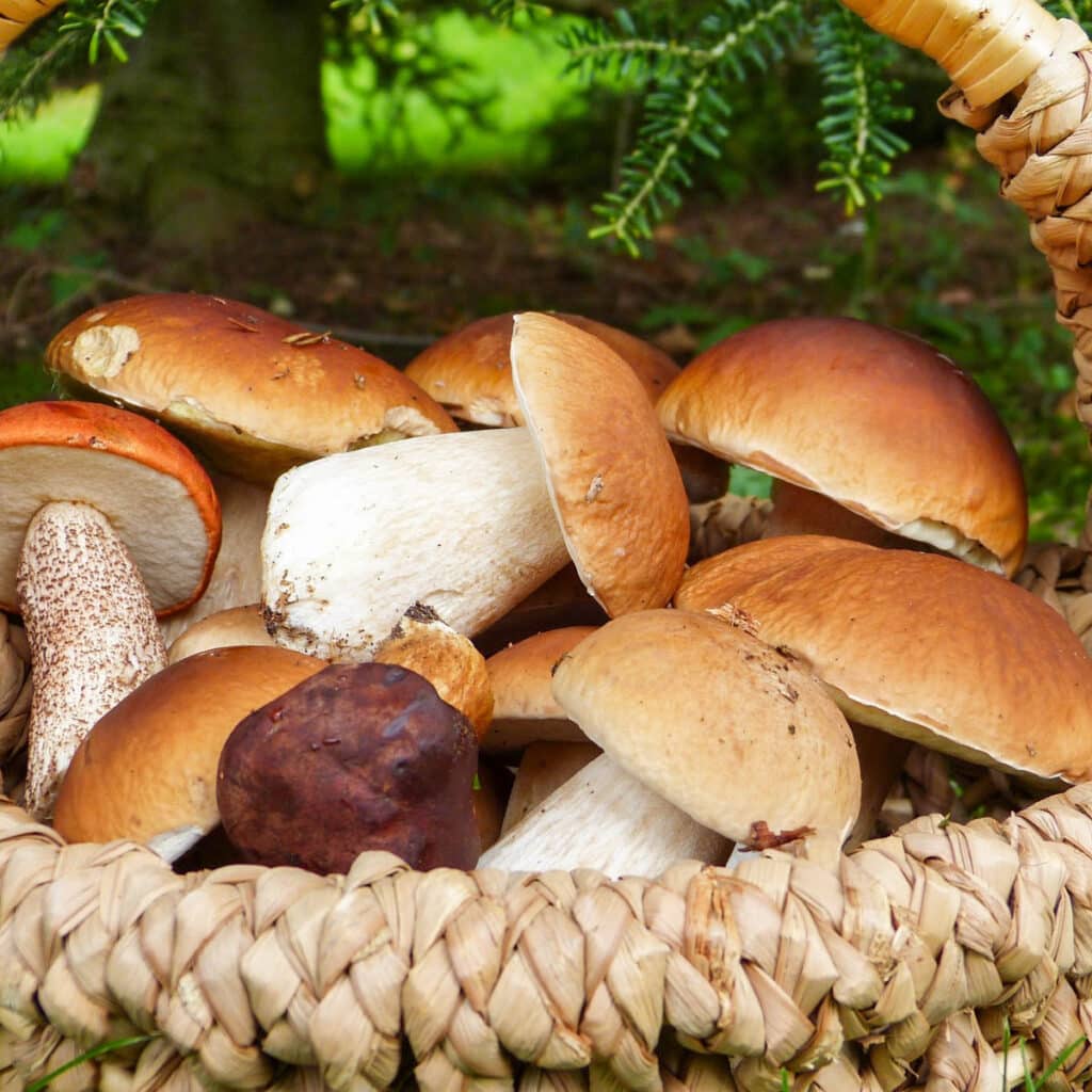 Porcini mushrooms in a wooden basket in the forest