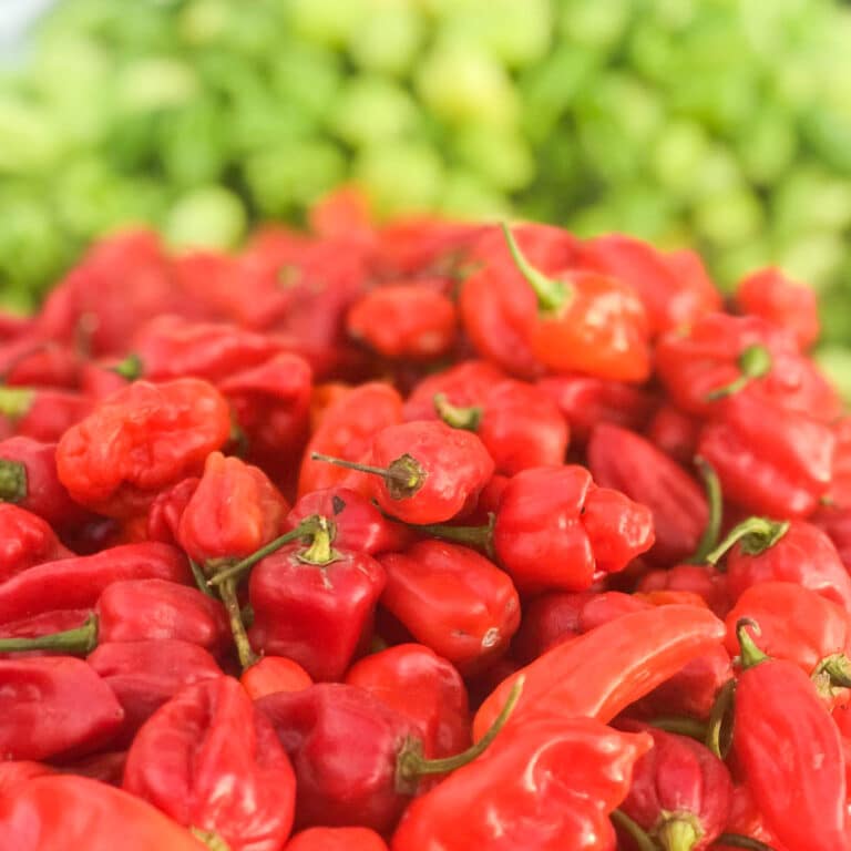 Red and Green Scotch Bonnet Peppers