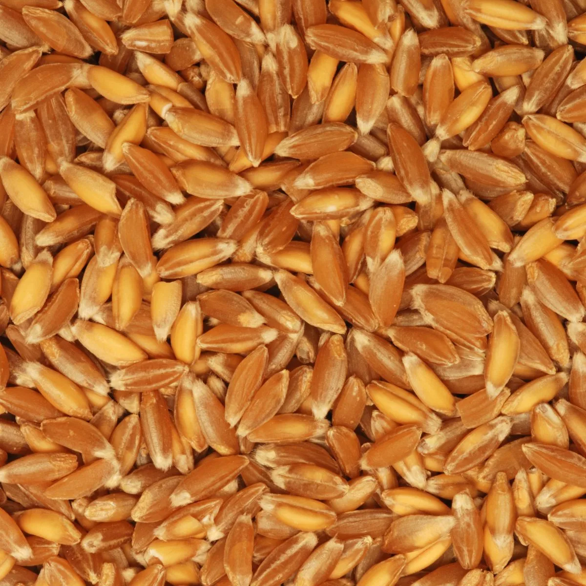 Farro