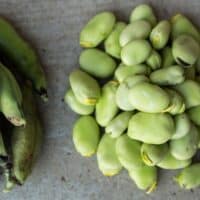 Lima Beans in and out of the pod