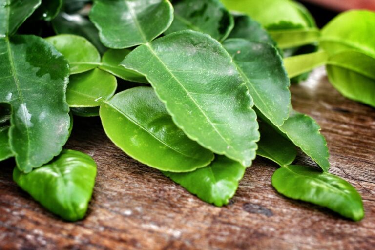 Kaffir lime leaves on a wooden table.